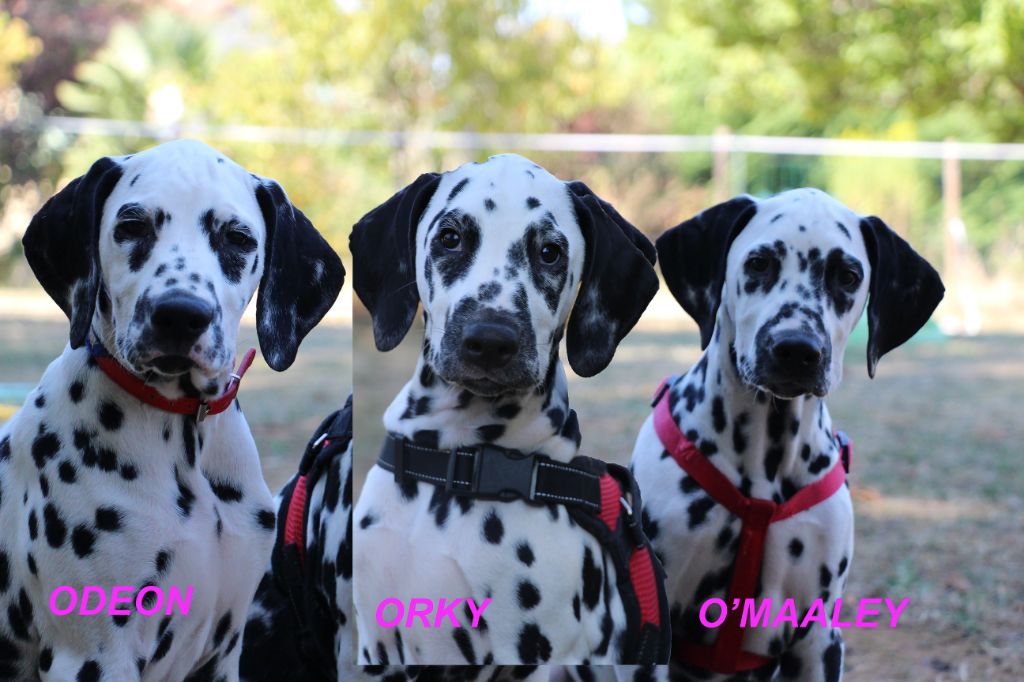 chiot Dalmatien Du Clos De Sabatier